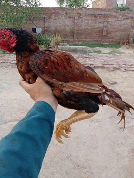 Aseel patha mianwali breed 7