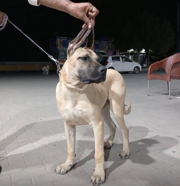 Imported Presa Canario Female 1