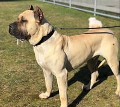 Imported Presa Canario Female