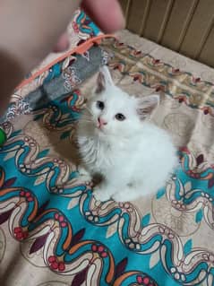 Persian kitten@ kitten @ cat@ Perisan cat@ Siamese @ odd eye@ blue eye 0