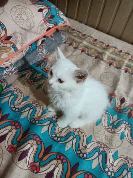 Persian kitten@ kitten @ cat@ Perisan cat@ Siamese @ odd eye@ blue eye 1