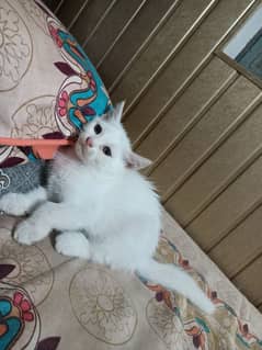 Persian kitten@ kitten @ cat@ Perisan cat@ Siamese @ odd eye@ blue eye