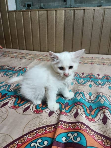 Persian kitten@ kitten @ cat@ Perisan cat@ Siamese @ odd eye@ blue eye 6