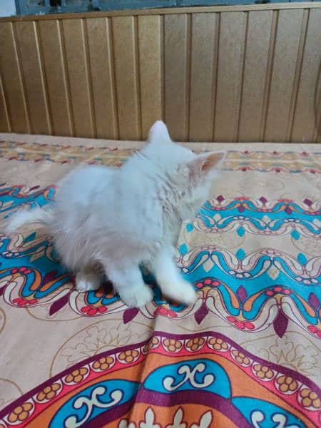 Persian kitten@ kitten @ cat@ Perisan cat@ Siamese @ odd eye@ blue eye 7