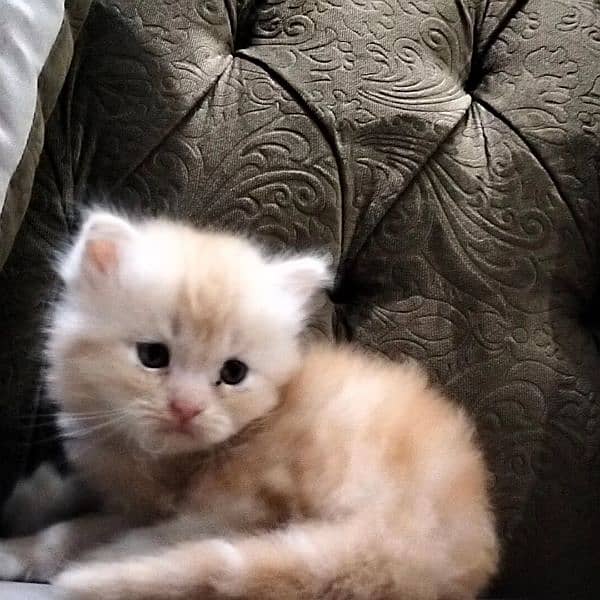 Persian kitten@ kitten @ cat@ Perisan cat@ Siamese @ odd eye@ blue eye 19