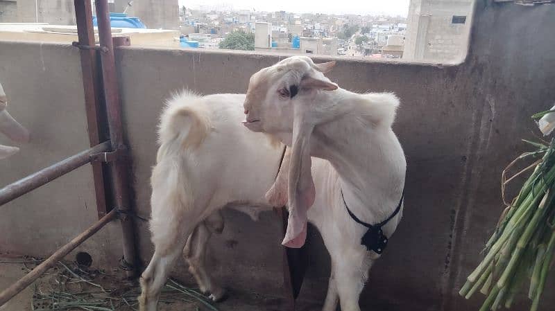 MashAllah sindhi gulabi breeder 6