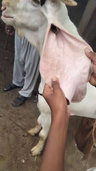 MashAllah sindhi gulabi breeder 8