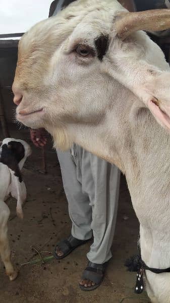 MashAllah sindhi gulabi breeder 9