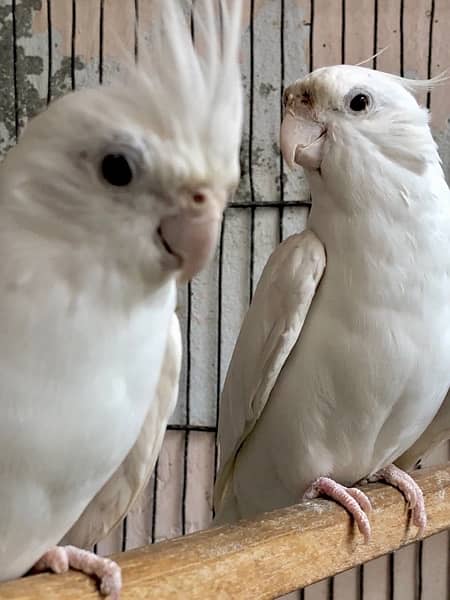 Platinum Eno Male into Eno Female Cockatiel Pair 1