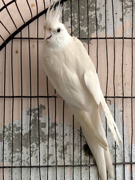 Platinum Eno Male into Eno Female Cockatiel Pair 2