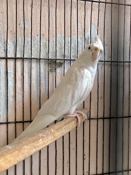 Platinum Eno Male into Eno Female Cockatiel Pair 3