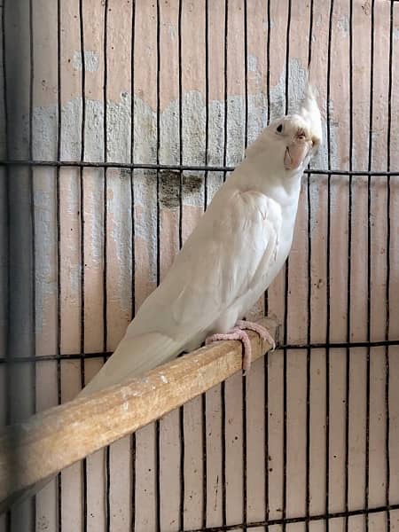 Platinum Eno Male into Eno Female Cockatiel Pair 4