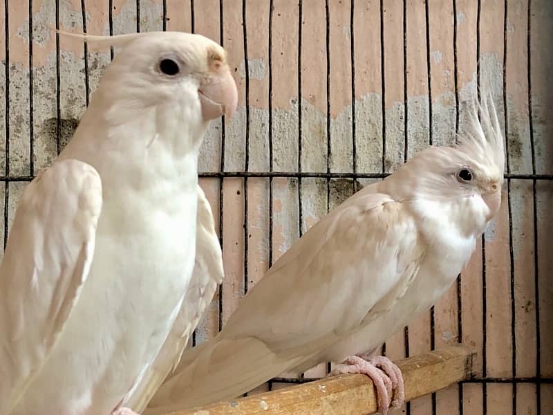 Platinum Eno Male into Eno Female Cockatiel Pair 5