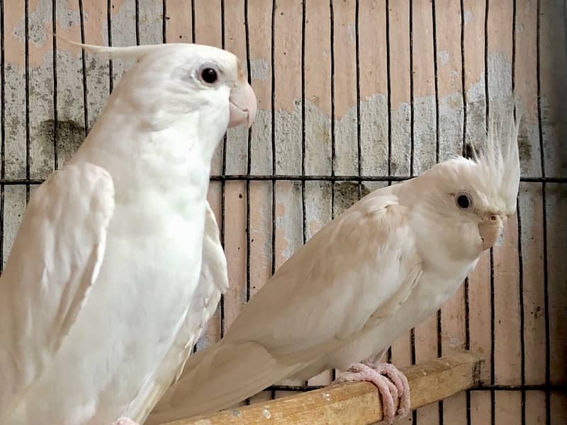 Platinum Eno Male into Eno Female Cockatiel Pair 6