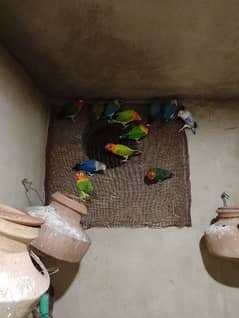 love birds pair and gray java pair for sale hyderabad