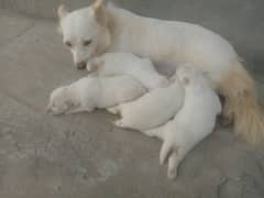 Russian dog  puppies