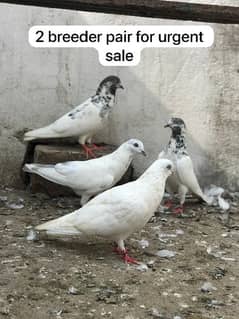 2 breeder Topi & washi pair for urgent sale