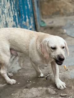 Labrador dogs