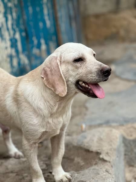 Labrador dogs 2