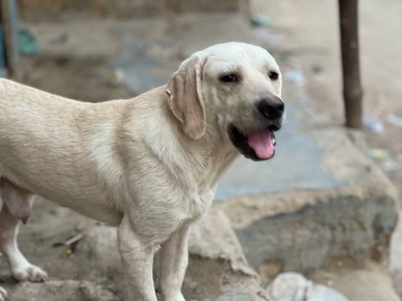 Labrador dogs 3