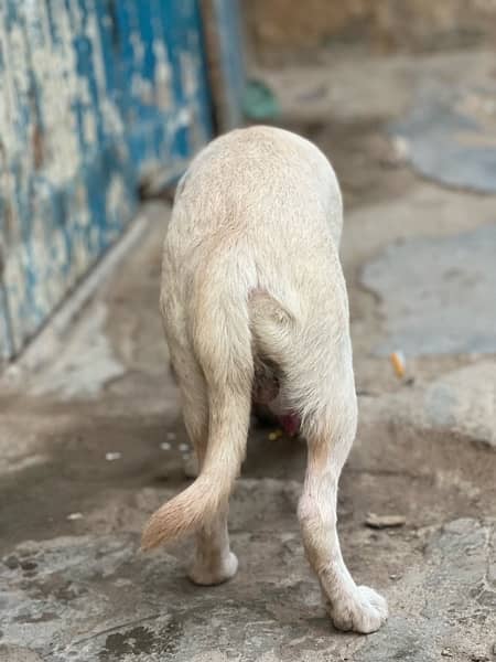 Labrador dogs 4