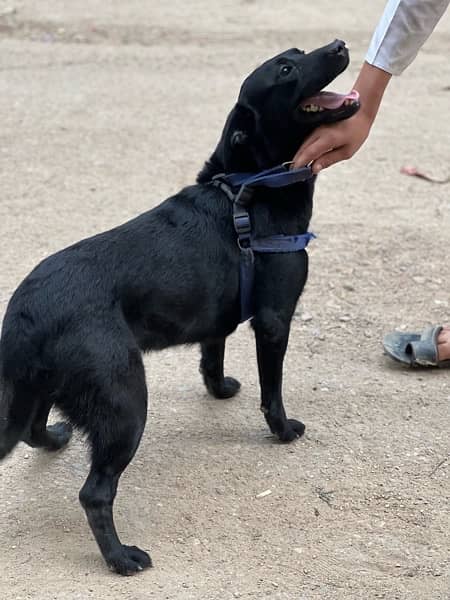 Labrador dogs 9