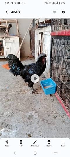 ayam semani 0