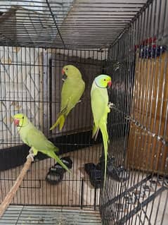 Parrot Raha breed