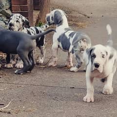 Great dane puppies