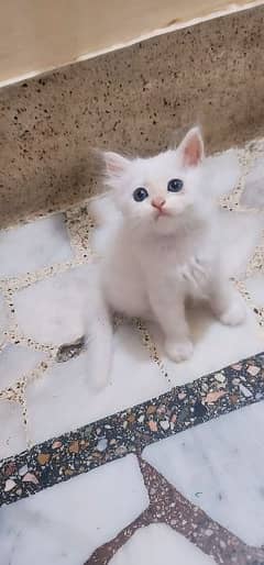 Persian kitten 0