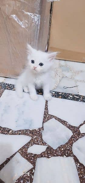 Persian kitten 1