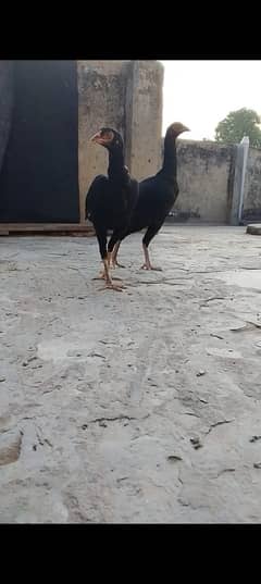 Thai Aseel | High Quality Breed | Aseel Murgh