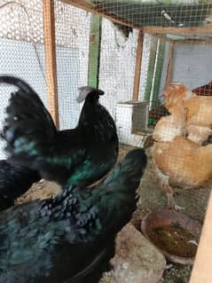 AYAM SYMANI BREEDER TRIO HEALTHY AND ACTIVE TOP QUALITY GRAY TOUNG