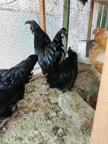 AYAM SYMANI BREEDER TRIO HEALTHY AND ACTIVE TOP QUALITY GRAY TOUNG 3