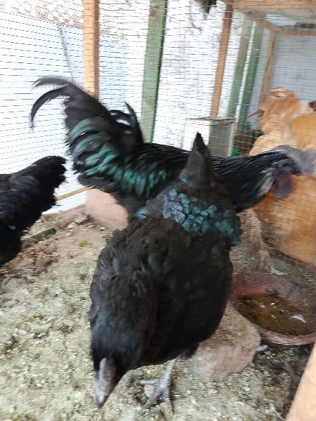 AYAM SYMANI BREEDER TRIO HEALTHY AND ACTIVE TOP QUALITY GRAY TOUNG 4