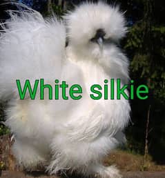 RIR, White Silkie, White heavy buff eggs