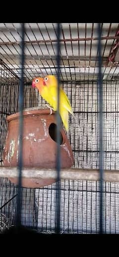 Lovebirds pair