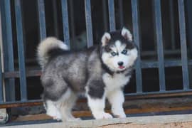 husky