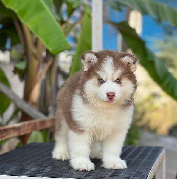 husky puppies 1