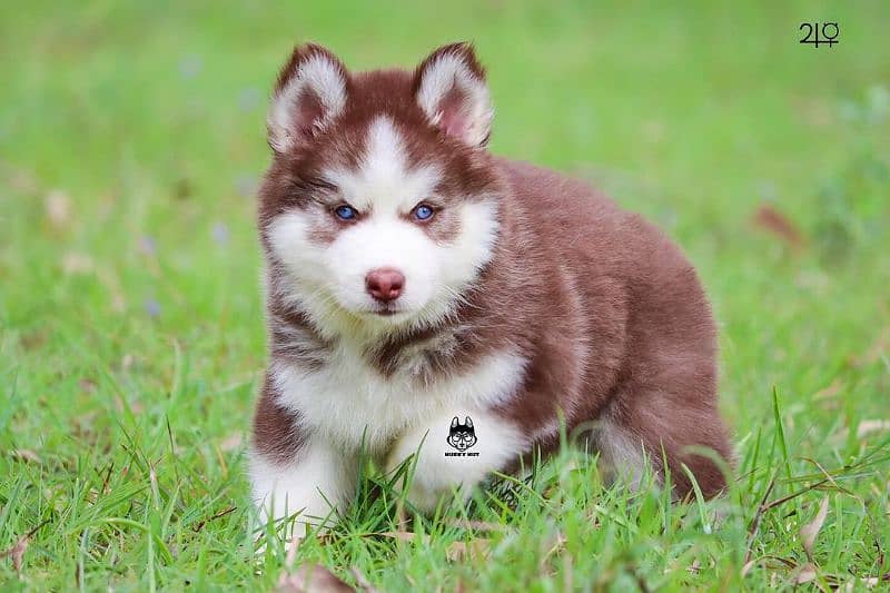 husky puppies 2