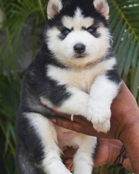 husky puppies 4