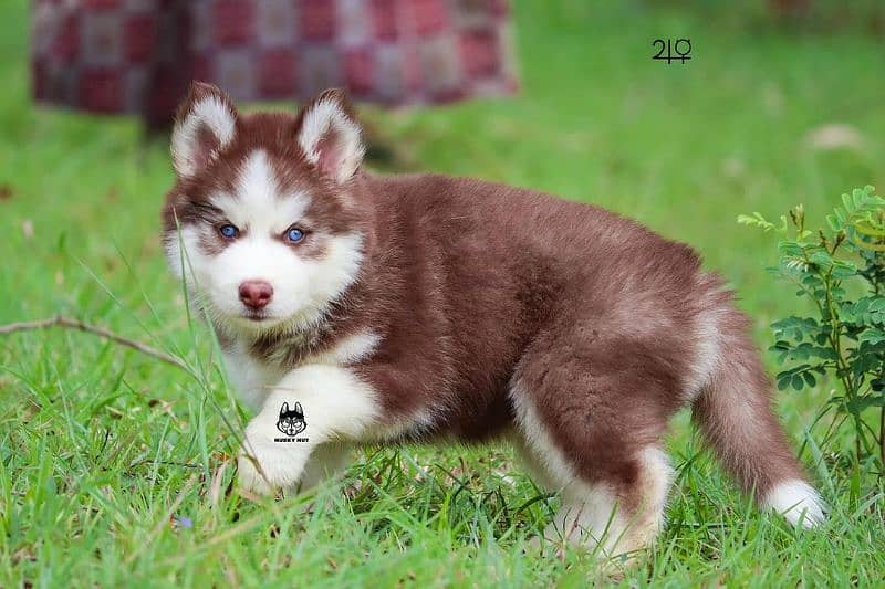 husky puppies 5