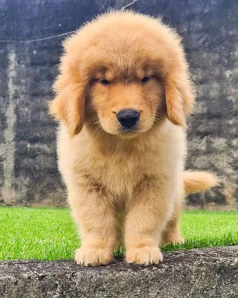 golden retriever 1