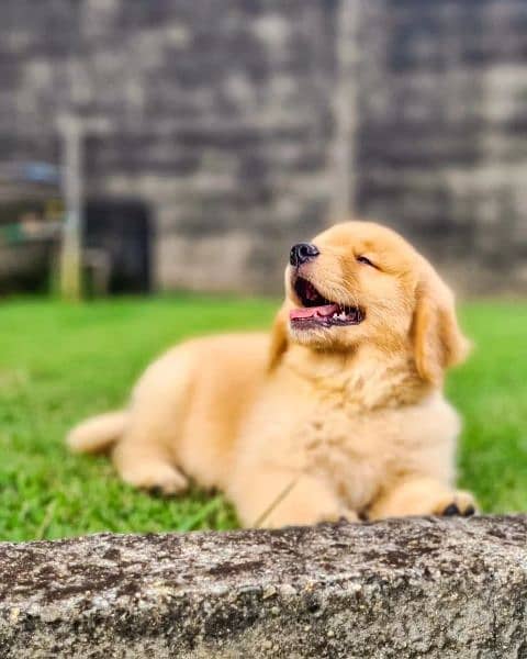 golden retriever 2