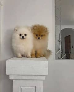 pomeranian puppies