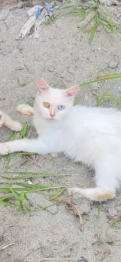 persian cat yellow  andr blue eyes