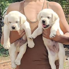 British labrador