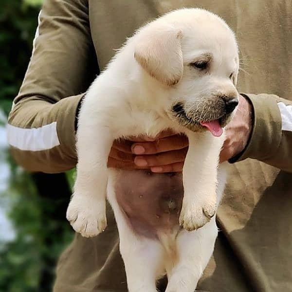 British labrador 1