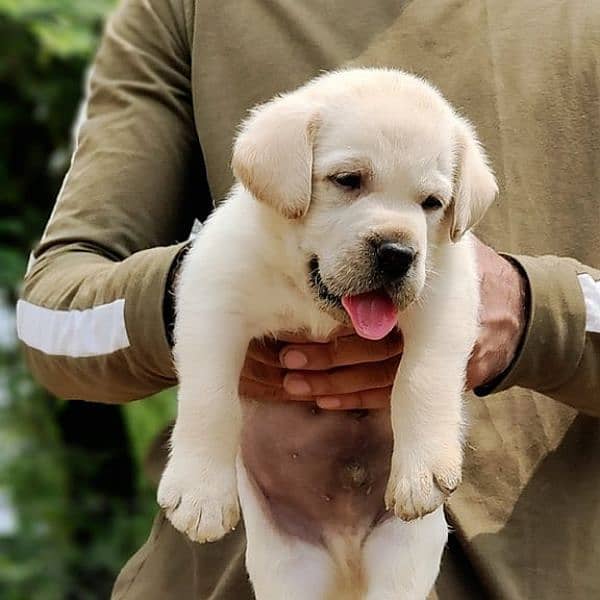 British labrador 2