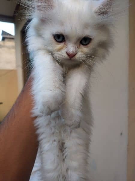 Persian Female Kitten for sale 1